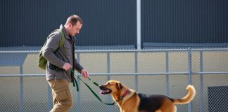 Кинолог: кто это, чем живет и как стать человеком, которого слушаются собаки